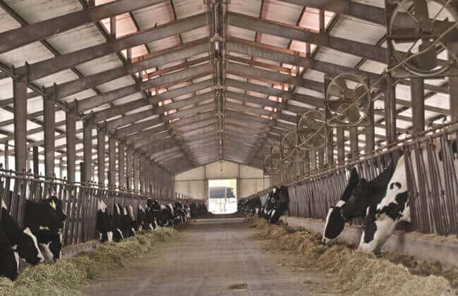 Steel Structure Livestock Buildings